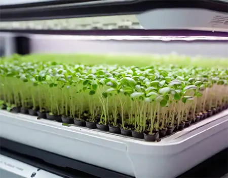 Microgreens could be the future for NASA