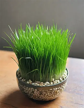 Clear Cat Grass Pot