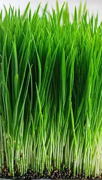 Tall Cat Grass