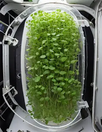 Harvesting Microgreens in Space