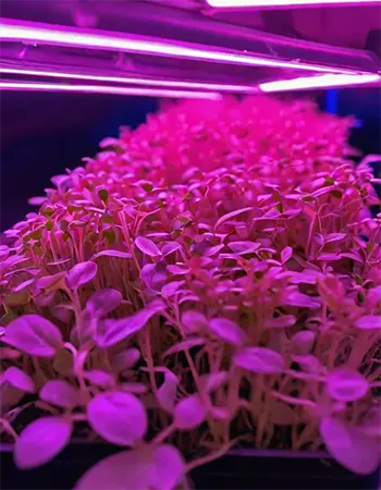 Growing under LED lights