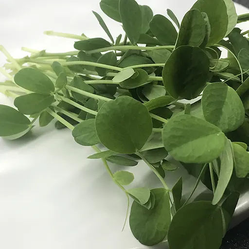 Pea Shoots, Speckled on a plate.