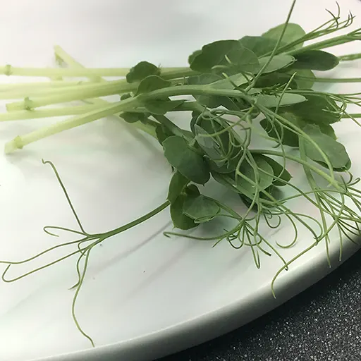 Pea Shoots, Tendril on a plate.